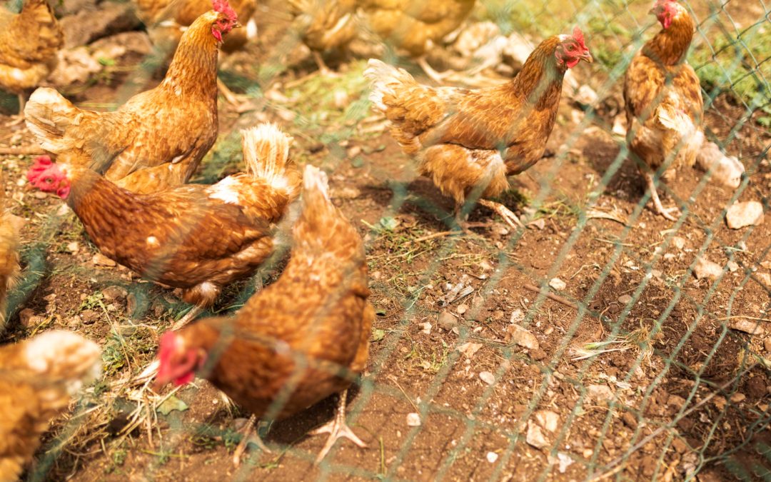 El peligro extremo de la gripe aviar